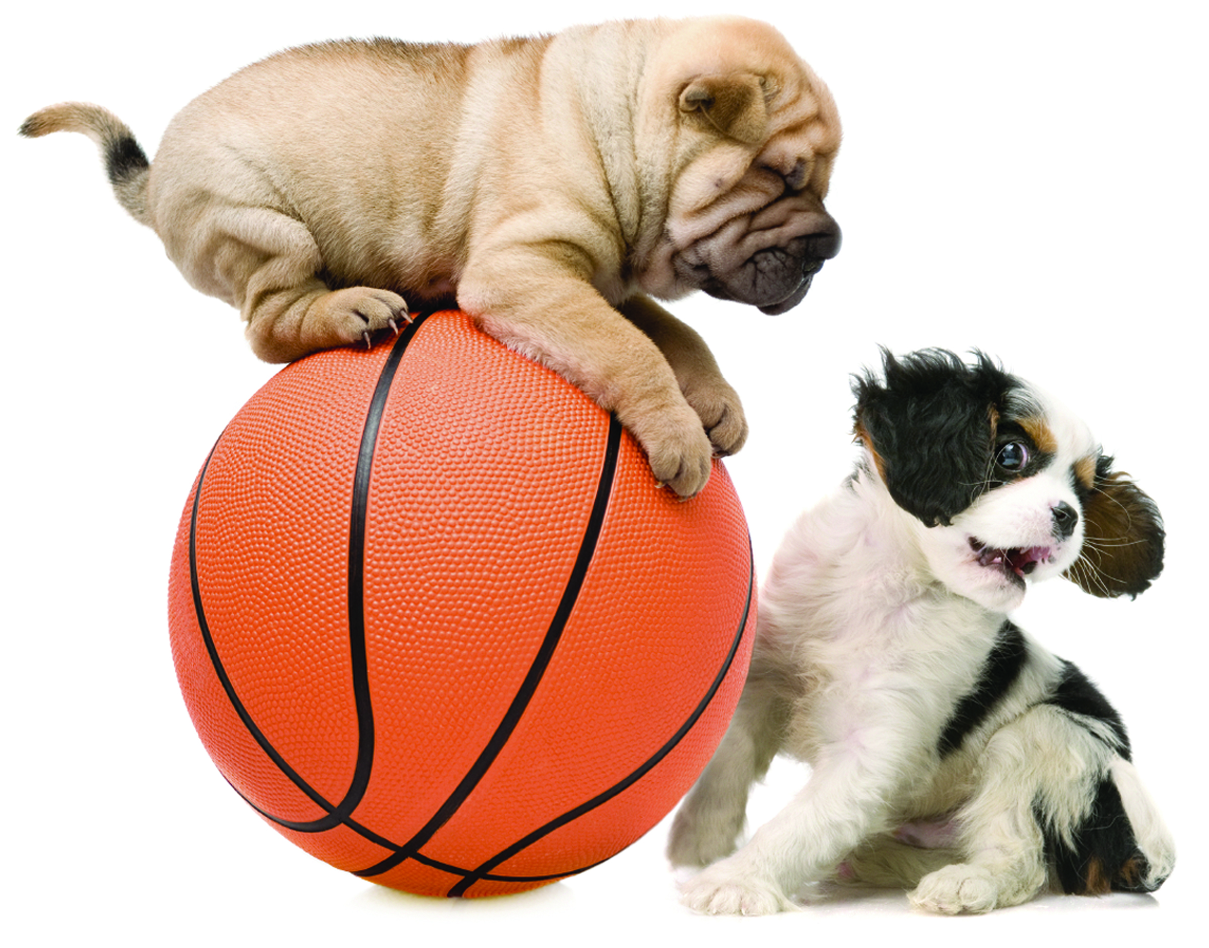 march-madness-pet-names-revealed